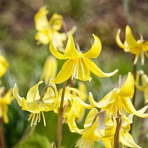 Erythronium tuolumnense, Tuolumne Dog Tooth Violet, Tuolumne Fawn Lily, Yellow flowers, shade perennials